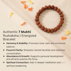 7 Mukhi Rudraksha Bracelet