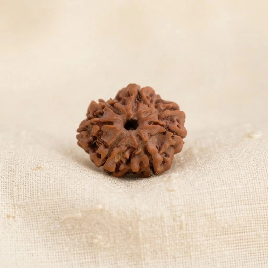 Nepal Origin 7 Mukhi Rudraksha