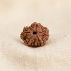 Nepal Origin 7 Mukhi Rudraksha