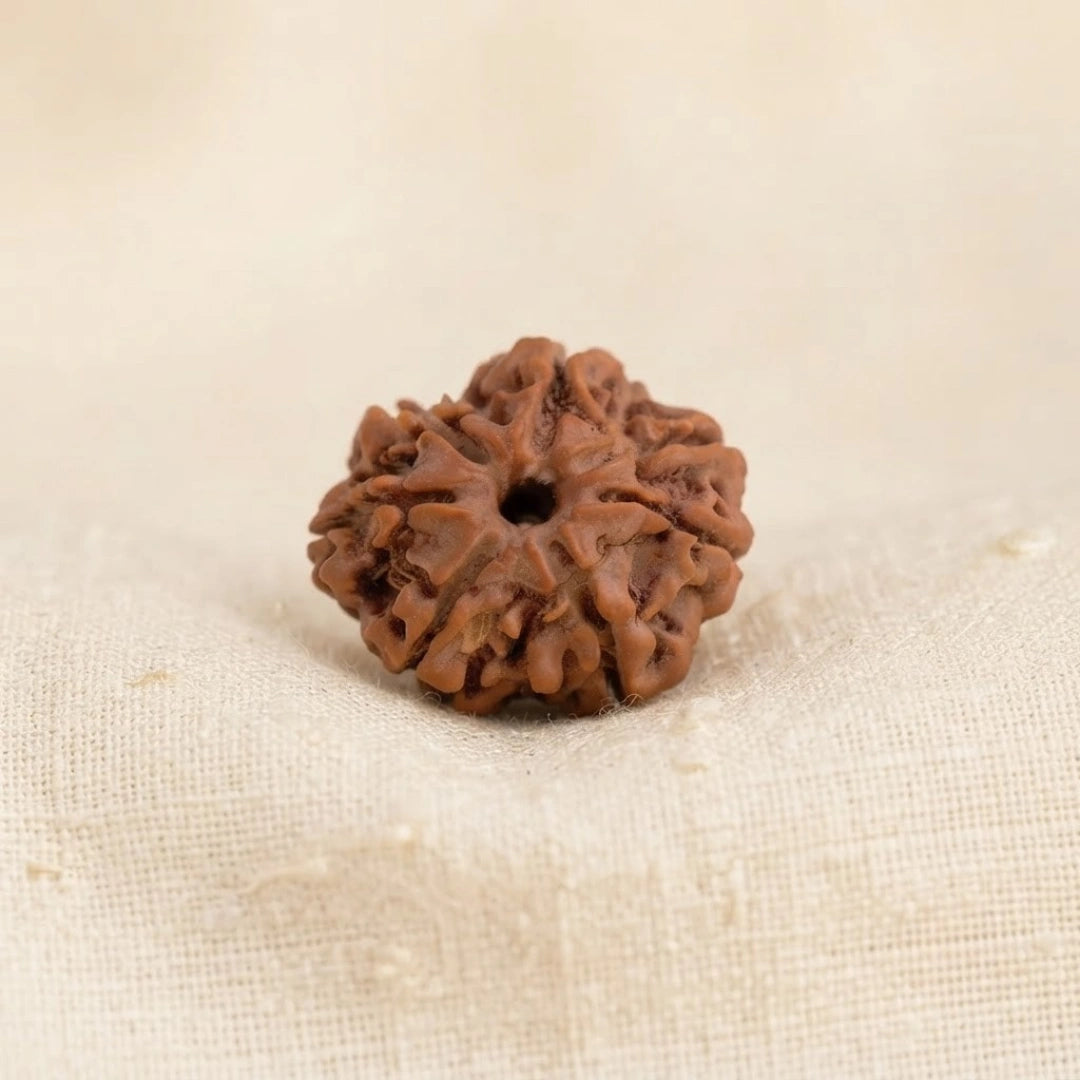 Nepal Origin 7 Mukhi Rudraksha