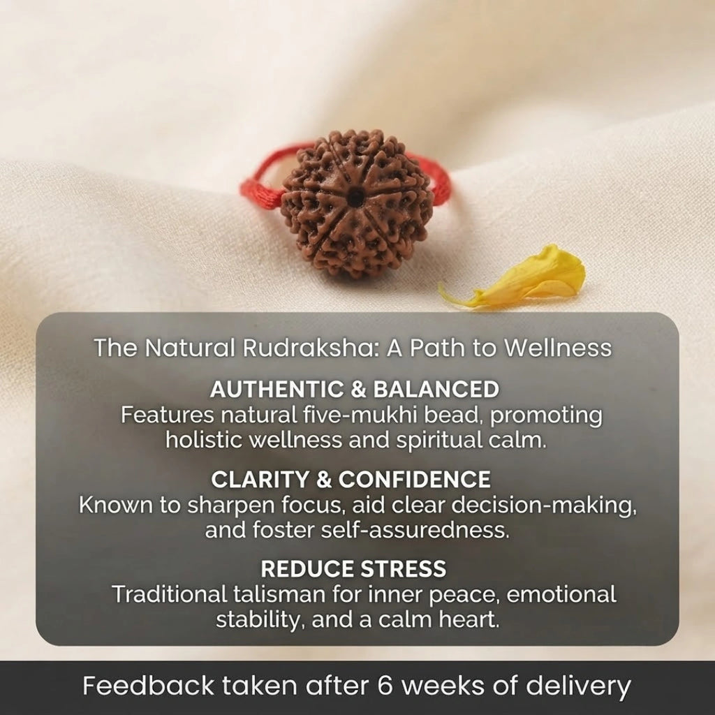 Nepal Origin 7 Mukhi Rudraksha