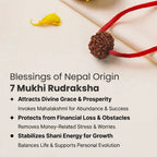 Nepal Origin 7 Mukhi Rudraksha